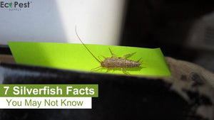 7 Silverfish Facts You May Not Know