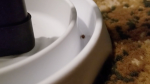 How Do You Get Bed Bugs in the First Place?