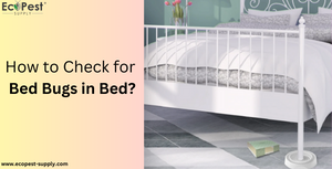 How to Check for Bed Bugs in Bed?