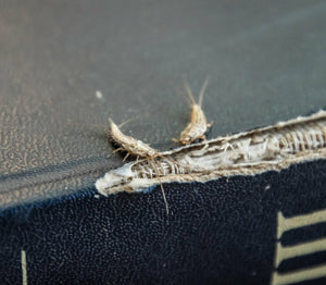 Silverfish pests on a book.