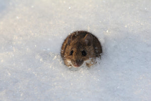 Winter Pest Problems? Here's How to Stop Them in Their Tracks