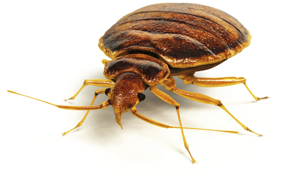 Do Bed Bug Traps Work and How to Get Rid of Pests for Good?