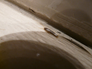 Photo of a silverfish in the house
