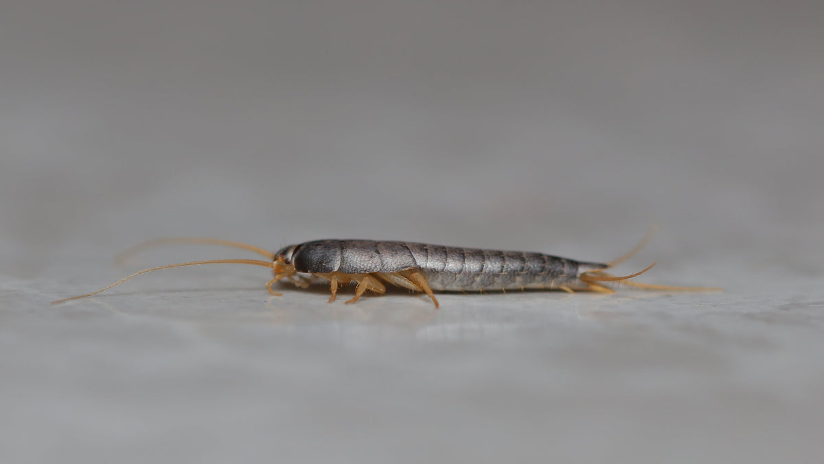 Quality Silverfish Pest Control Products & Services – EcoPest Supply