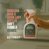Boxelder Bug & Asian Lady Beetle Spray – Natural, Plant-Based Spray with Clove Oil for Indoor and Outdoor Treatment of Boxelder Bugs and Asian Lady Beetles