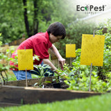 Get Yellow Wide Sticky Fly Traps