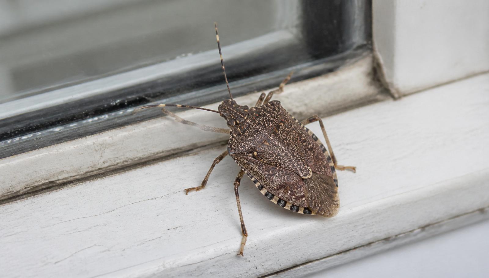 How to Protect Your Home from Stink Bugs — EcoPest journal article hero image