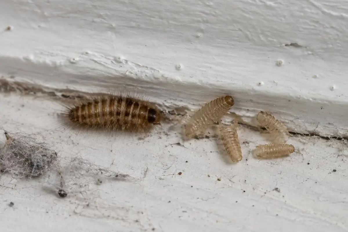 Fuzzy brown carpet beetle larva next to shed skins on a baseboard