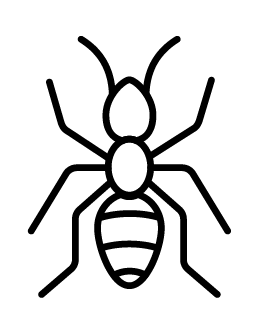 Ant
