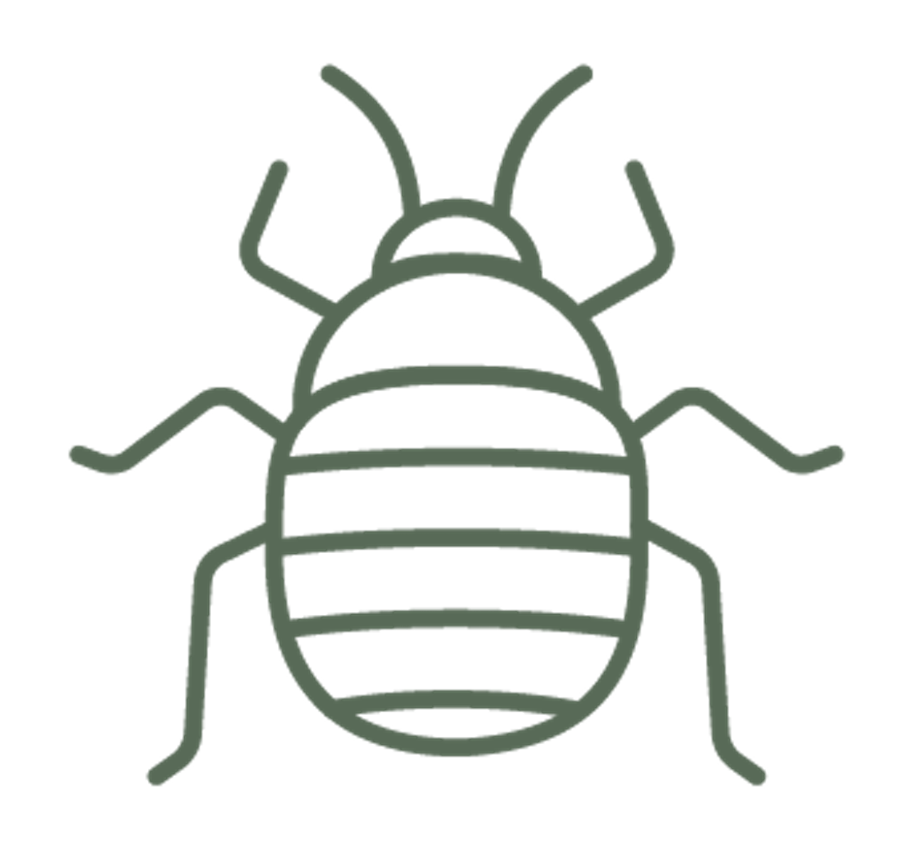 Bed Bugs