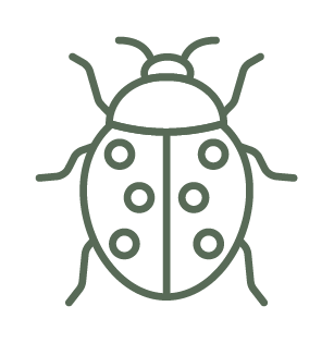 Asian Lady Beetles