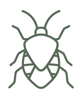Stink Bugs