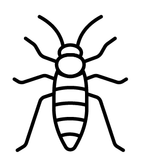 Cockroach