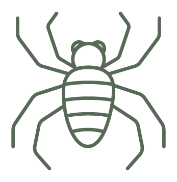 Spiders