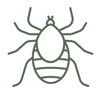 Ticks