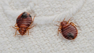 Can Bed Bugs Climb Plastic?