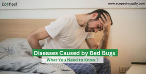 Diseases Caused by Bed Bugs | What You Need to Know