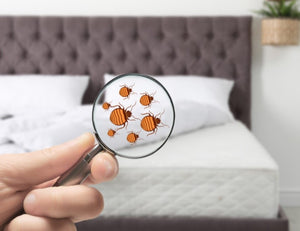 5 Effective Bed Bug Pest Control Methods You Need to Try