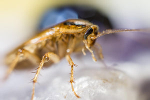 Cockroach bites humans