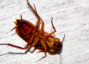 Dead roach and how to get rid of roaches.