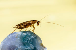 Photo of a roach.