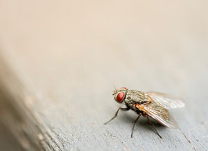 window fly trap traps windows killer fruitfly flies fungus gnat gnats