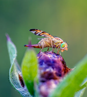 Fruit Fly Trap