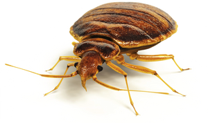 Do Bed Bug Traps Work and How to Get Rid of Pests for Good?