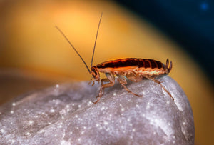 Dangers of Cockroach Infestations and How to Address Them
