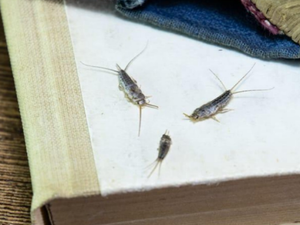 Silverfish pests on a book.