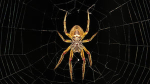 Photo of a spider and how to get rid of it