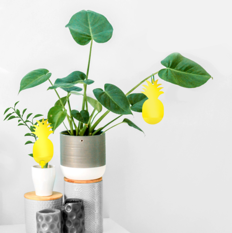 How Does Fly Paper Work?