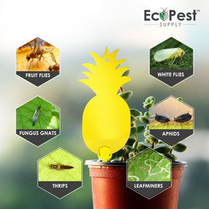 Fruit Fly Traps Fungus Gnat Traps Yellow Sticky Bug Traps Non