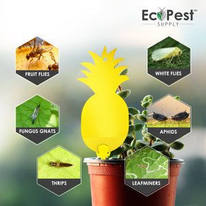 Fly Traps Yellow - 50 Pack