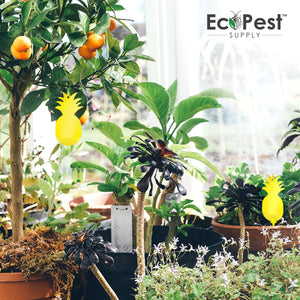 50 Pack Sticky Fly Traps