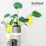 Yellow Sticky Fly Traps — 50 Pack